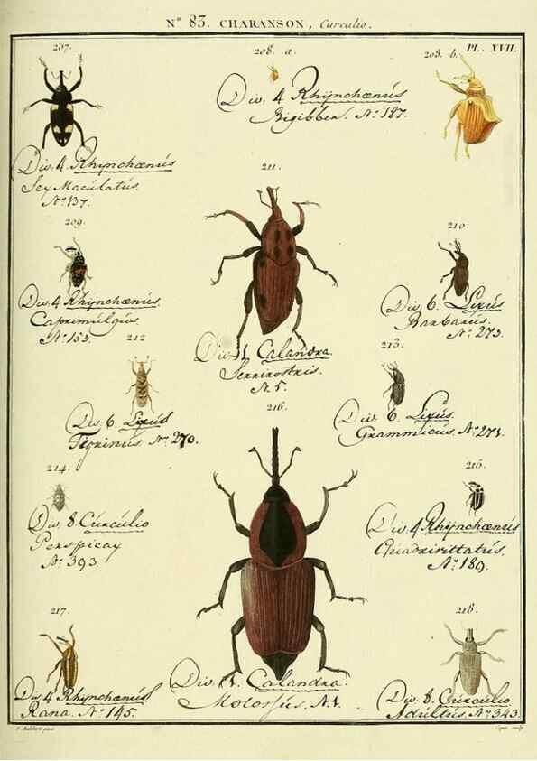 Reproducción/Reproduction 35055425443: Entomologie, ou, Histoire naturelle des insectes :. A Paris :De l'Imprimerie de Baudoin,1789-1808.