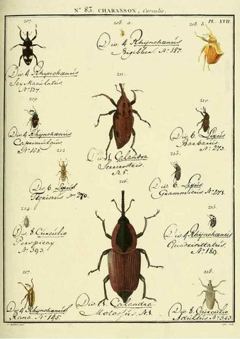Reproducción/Reproduction 35055425443: Entomologie, ou, Histoire naturelle des insectes :. A Paris :De l'Imprimerie de Baudoin,1789-1808.
