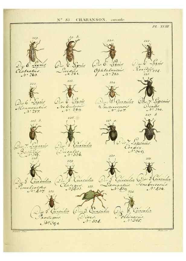 Reproducción/Reproduction 35055426983: Entomologie, ou, Histoire naturelle des insectes :. A Paris :De l'Imprimerie de Baudoin,1789-1808.