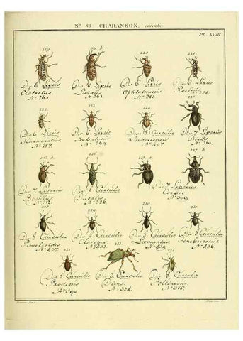 Reproducción/Reproduction 35055426983: Entomologie, ou, Histoire naturelle des insectes :. A Paris :De l'Imprimerie de Baudoin,1789-1808.