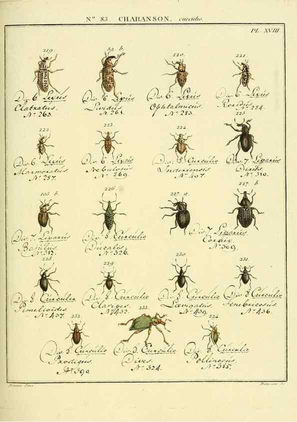 Reproducción/Reproduction 35055426983: Entomologie, ou, Histoire naturelle des insectes :. A Paris :De l'Imprimerie de Baudoin,1789-1808.