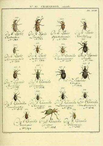 Reproducción/Reproduction 35055426983: Entomologie, ou, Histoire naturelle des insectes :. A Paris :De l'Imprimerie de Baudoin,1789-1808.