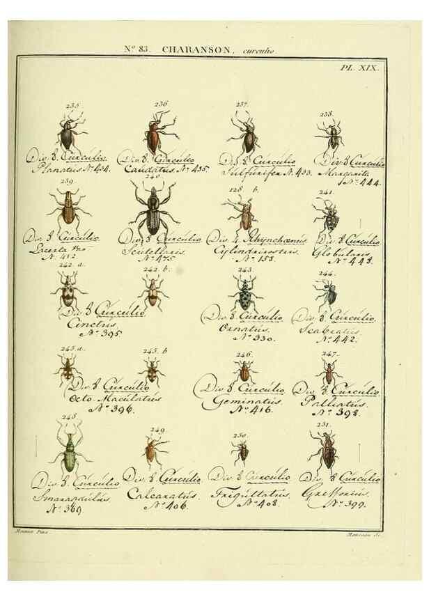 Reproducción/Reproduction 35055428963: Entomologie, ou, Histoire naturelle des insectes :. A Paris :De l'Imprimerie de Baudoin,1789-1808.