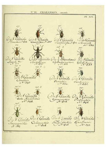 Reproducción/Reproduction 35055428963: Entomologie, ou, Histoire naturelle des insectes :. A Paris :De l'Imprimerie de Baudoin,1789-1808.