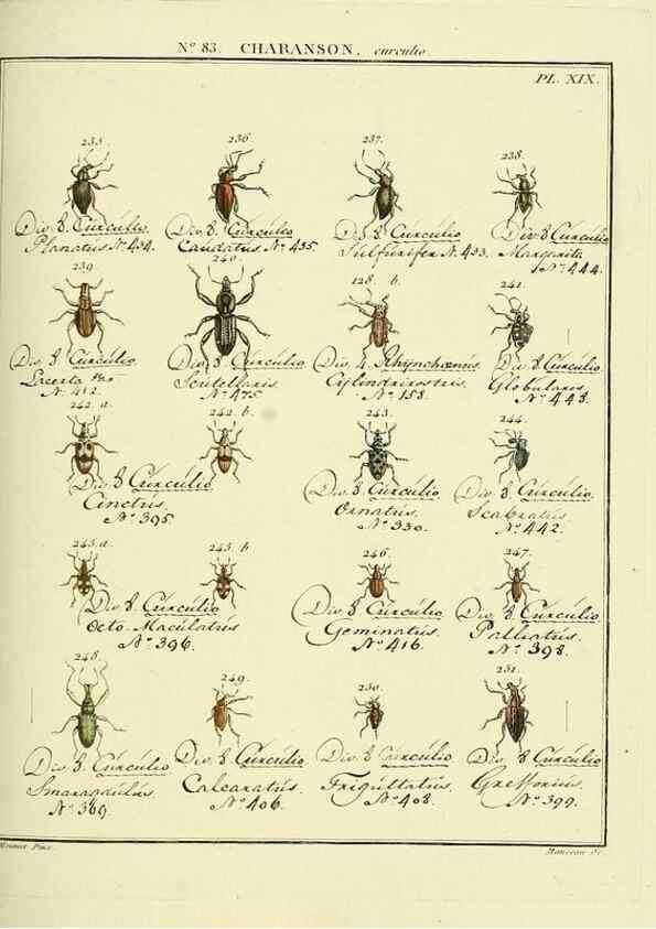 Reproducción/Reproduction 35055428963: Entomologie, ou, Histoire naturelle des insectes :. A Paris :De l'Imprimerie de Baudoin,1789-1808.