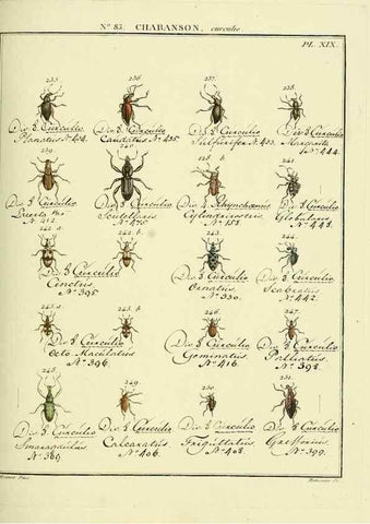 Reproducción/Reproduction 35055428963: Entomologie, ou, Histoire naturelle des insectes :. A Paris :De l'Imprimerie de Baudoin,1789-1808.