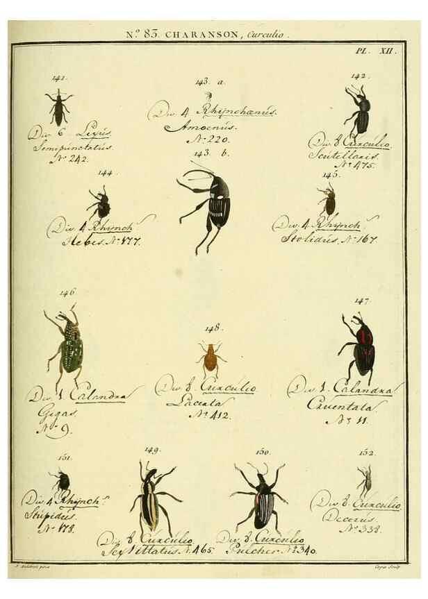Reproducción/Reproduction 35055416723: Entomologie, ou, Histoire naturelle des insectes :. A Paris :De l'Imprimerie de Baudoin,1789-1808.