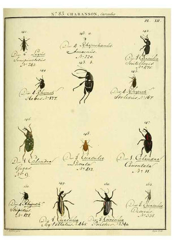 Reproducción/Reproduction 35055416723: Entomologie, ou, Histoire naturelle des insectes :. A Paris :De l'Imprimerie de Baudoin,1789-1808.