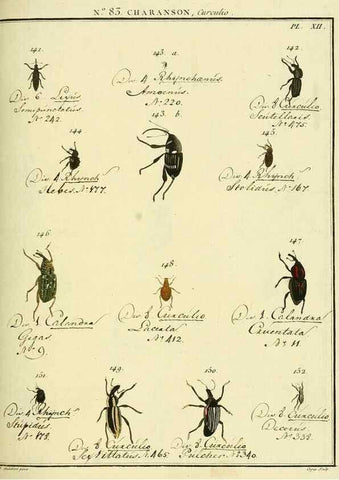 Reproducción/Reproduction 35055416723: Entomologie, ou, Histoire naturelle des insectes :. A Paris :De l'Imprimerie de Baudoin,1789-1808.