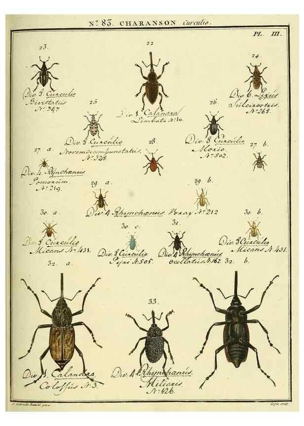 Reproducción/Reproduction 35824088036: Entomologie, ou, Histoire naturelle des insectes :. A Paris :De l'Imprimerie de Baudoin,1789-1808.