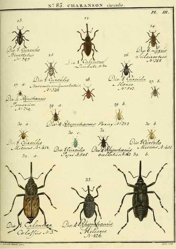 Reproducción/Reproduction 35824088036: Entomologie, ou, Histoire naturelle des insectes :. A Paris :De l'Imprimerie de Baudoin,1789-1808.