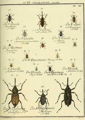 Reproducción/Reproduction 35824088036: Entomologie, ou, Histoire naturelle des insectes :. A Paris :De l'Imprimerie de Baudoin,1789-1808.