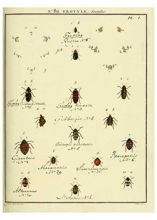 Reproducción/Reproduction 35864803725: Entomologie, ou, Histoire naturelle des insectes :. A Paris :De l'Imprimerie de Baudoin,1789-1808.