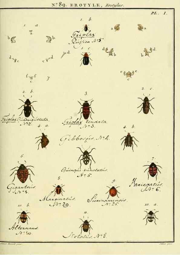 Reproducción/Reproduction 35864803725: Entomologie, ou, Histoire naturelle des insectes :. A Paris :De l'Imprimerie de Baudoin,1789-1808.