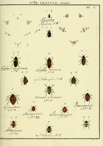 Reproducción/Reproduction 35864803725: Entomologie, ou, Histoire naturelle des insectes :. A Paris :De l'Imprimerie de Baudoin,1789-1808.