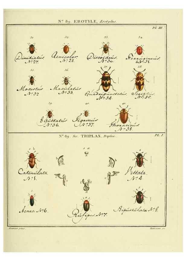 Reproducción/Reproduction 35864806785: Entomologie, ou, Histoire naturelle des insectes :. A Paris :De l'Imprimerie de Baudoin,1789-1808.