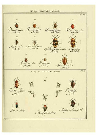 Reproducción/Reproduction 35864806785: Entomologie, ou, Histoire naturelle des insectes :. A Paris :De l'Imprimerie de Baudoin,1789-1808.