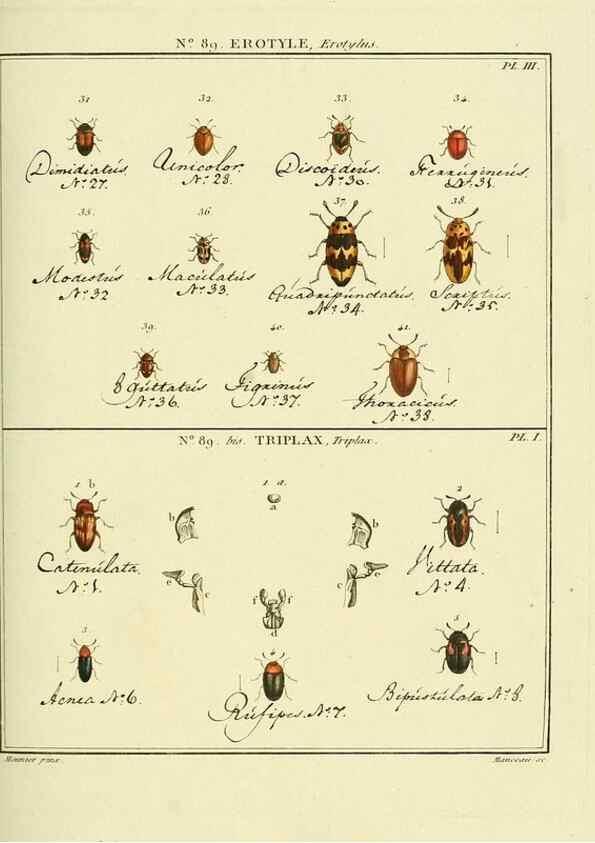 Reproducción/Reproduction 35864806785: Entomologie, ou, Histoire naturelle des insectes :. A Paris :De l'Imprimerie de Baudoin,1789-1808.