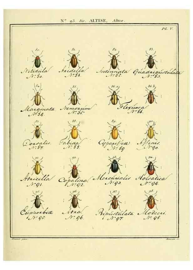 Reproducción/Reproduction 35824180876: Entomologie, ou, Histoire naturelle des insectes :. A Paris :De l'Imprimerie de Baudoin,1789-1808.