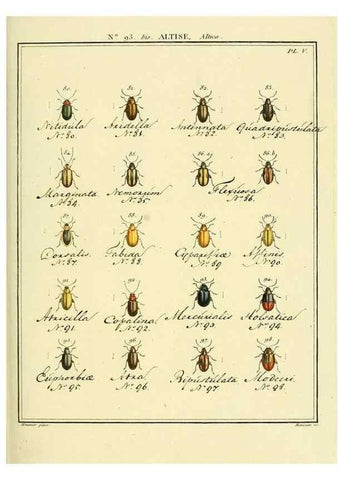 Reproducción/Reproduction 35824180876: Entomologie, ou, Histoire naturelle des insectes :. A Paris :De l'Imprimerie de Baudoin,1789-1808.