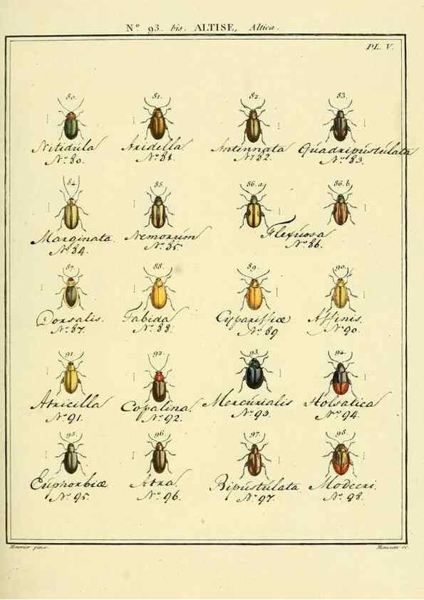 Reproducción/Reproduction 35824180876: Entomologie, ou, Histoire naturelle des insectes :. A Paris :De l'Imprimerie de Baudoin,1789-1808.