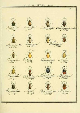 Reproducción/Reproduction 35824180876: Entomologie, ou, Histoire naturelle des insectes :. A Paris :De l'Imprimerie de Baudoin,1789-1808.