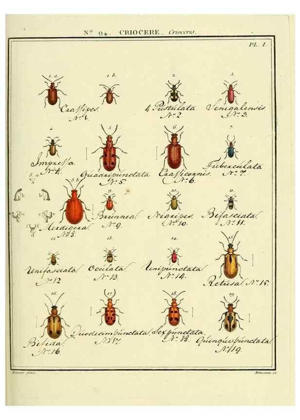 Reproducción/Reproduction 35824182926: Entomologie, ou, Histoire naturelle des insectes :. A Paris :De l'Imprimerie de Baudoin,1789-1808.