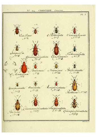 Reproducción/Reproduction 35824182926: Entomologie, ou, Histoire naturelle des insectes :. A Paris :De l'Imprimerie de Baudoin,1789-1808.