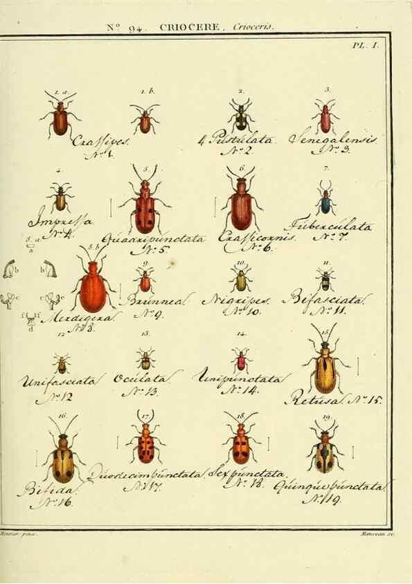 Reproducción/Reproduction 35824182926: Entomologie, ou, Histoire naturelle des insectes :. A Paris :De l'Imprimerie de Baudoin,1789-1808.