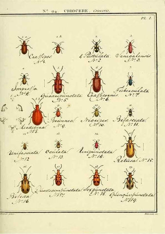 Reproducción/Reproduction 35824182926: Entomologie, ou, Histoire naturelle des insectes :. A Paris :De l'Imprimerie de Baudoin,1789-1808.