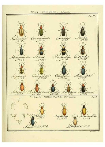Reproducción/Reproduction 35695554042: Entomologie, ou, Histoire naturelle des insectes :. A Paris :De l'Imprimerie de Baudoin,1789-1808.