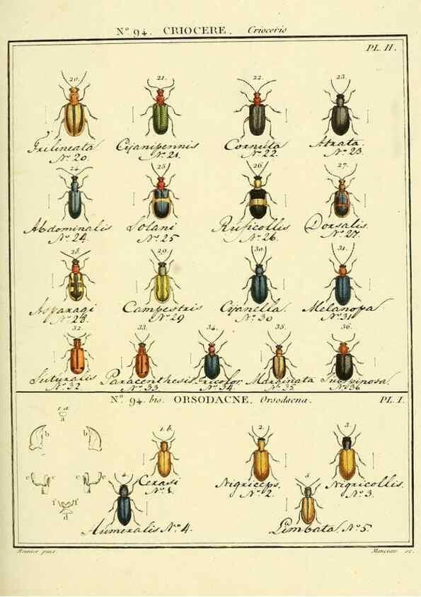 Reproducción/Reproduction 35695554042: Entomologie, ou, Histoire naturelle des insectes :. A Paris :De l'Imprimerie de Baudoin,1789-1808.