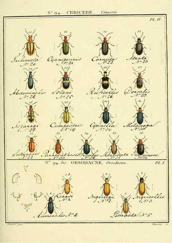 Reproducción/Reproduction 35695554042: Entomologie, ou, Histoire naturelle des insectes :. A Paris :De l'Imprimerie de Baudoin,1789-1808.