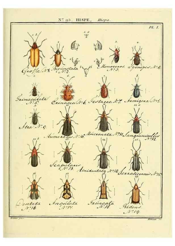Reproducción/Reproduction 35695555732: Entomologie, ou, Histoire naturelle des insectes :. A Paris :De l'Imprimerie de Baudoin,1789-1808.
