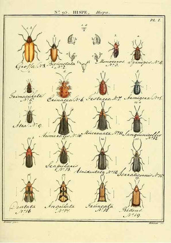 Reproducción/Reproduction 35695555732: Entomologie, ou, Histoire naturelle des insectes :. A Paris :De l'Imprimerie de Baudoin,1789-1808.