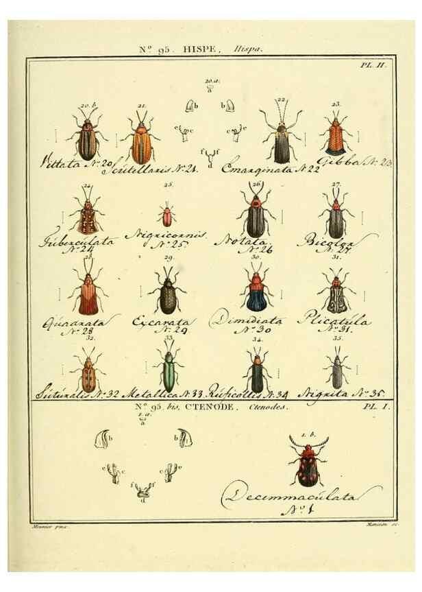 Reproducción/Reproduction 35055484243: Entomologie, ou, Histoire naturelle des insectes :. A Paris :De l'Imprimerie de Baudoin,1789-1808.