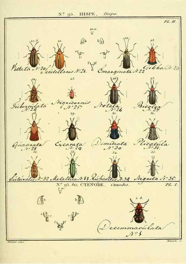 Reproducción/Reproduction 35055484243: Entomologie, ou, Histoire naturelle des insectes :. A Paris :De l'Imprimerie de Baudoin,1789-1808.