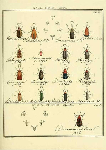 Reproducción/Reproduction 35055484243: Entomologie, ou, Histoire naturelle des insectes :. A Paris :De l'Imprimerie de Baudoin,1789-1808.