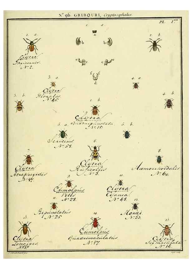 Reproducción/Reproduction 35055485643: Entomologie, ou, Histoire naturelle des insectes :. A Paris :De l'Imprimerie de Baudoin,1789-1808.