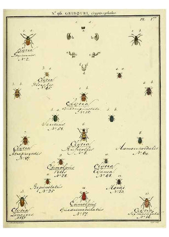 Reproducción/Reproduction 35055485643: Entomologie, ou, Histoire naturelle des insectes :. A Paris :De l'Imprimerie de Baudoin,1789-1808.