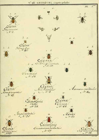 Reproducción/Reproduction 35055485643: Entomologie, ou, Histoire naturelle des insectes :. A Paris :De l'Imprimerie de Baudoin,1789-1808.