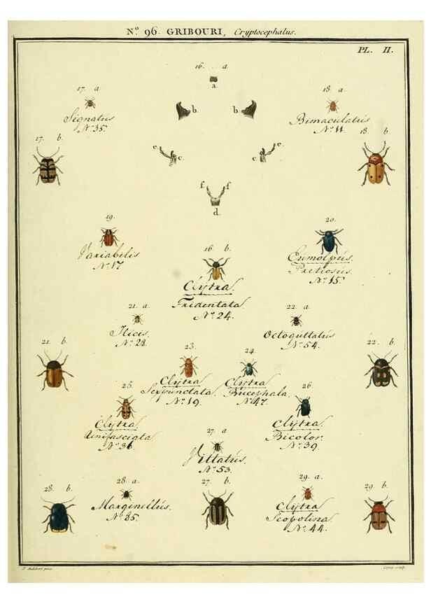 Reproducción/Reproduction 35055487513: Entomologie, ou, Histoire naturelle des insectes :. A Paris :De l'Imprimerie de Baudoin,1789-1808.