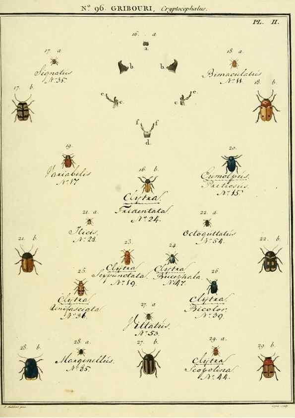 Reproducción/Reproduction 35055487513: Entomologie, ou, Histoire naturelle des insectes :. A Paris :De l'Imprimerie de Baudoin,1789-1808.