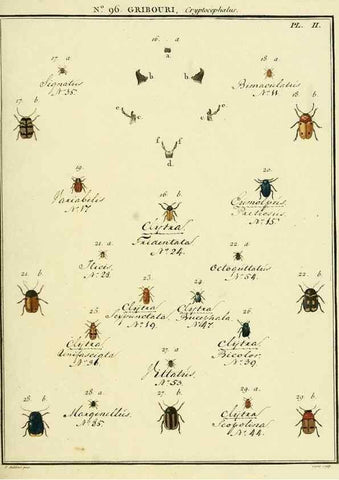 Reproducción/Reproduction 35055487513: Entomologie, ou, Histoire naturelle des insectes :. A Paris :De l'Imprimerie de Baudoin,1789-1808.