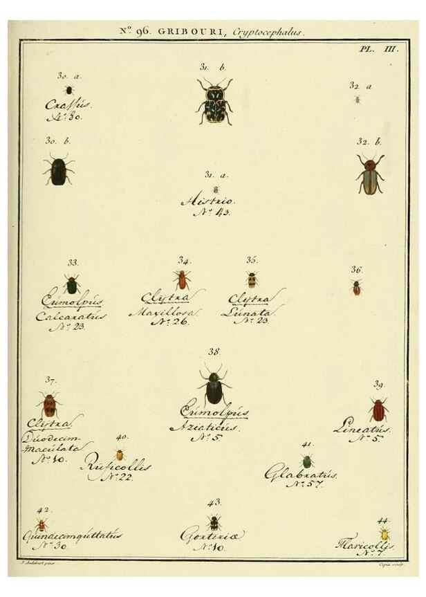 Reproducción/Reproduction 35055489143: Entomologie, ou, Histoire naturelle des insectes :. A Paris :De l'Imprimerie de Baudoin,1789-1808.