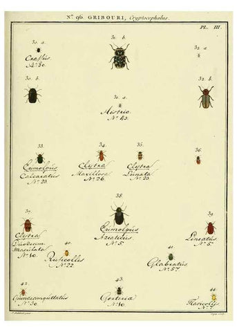 Reproducción/Reproduction 35055489143: Entomologie, ou, Histoire naturelle des insectes :. A Paris :De l'Imprimerie de Baudoin,1789-1808.