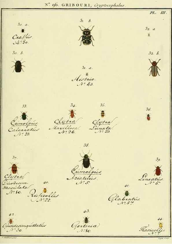 Reproducción/Reproduction 35055489143: Entomologie, ou, Histoire naturelle des insectes :. A Paris :De l'Imprimerie de Baudoin,1789-1808.