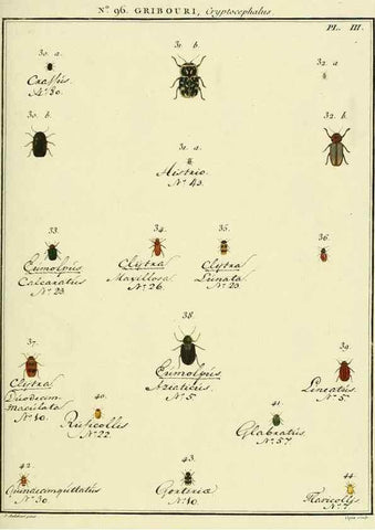 Reproducción/Reproduction 35055489143: Entomologie, ou, Histoire naturelle des insectes :. A Paris :De l'Imprimerie de Baudoin,1789-1808.