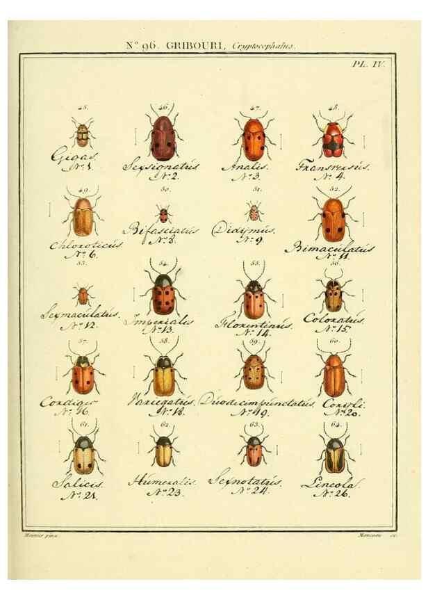 Reproducción/Reproduction 35055491183: Entomologie, ou, Histoire naturelle des insectes :. A Paris :De l'Imprimerie de Baudoin,1789-1808.