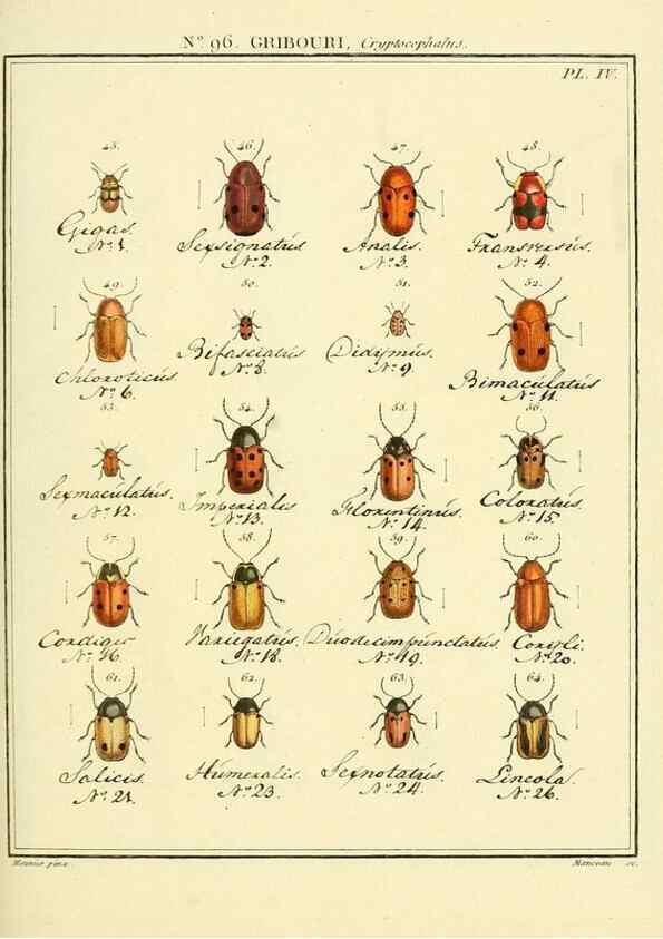 Reproducción/Reproduction 35055491183: Entomologie, ou, Histoire naturelle des insectes :. A Paris :De l'Imprimerie de Baudoin,1789-1808.
